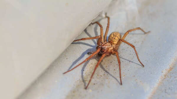 House spiders often die outside