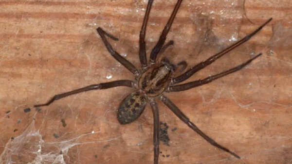House spiders vary in how they look
