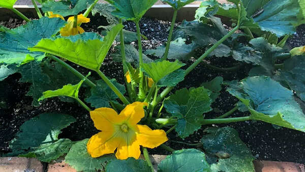 Squash