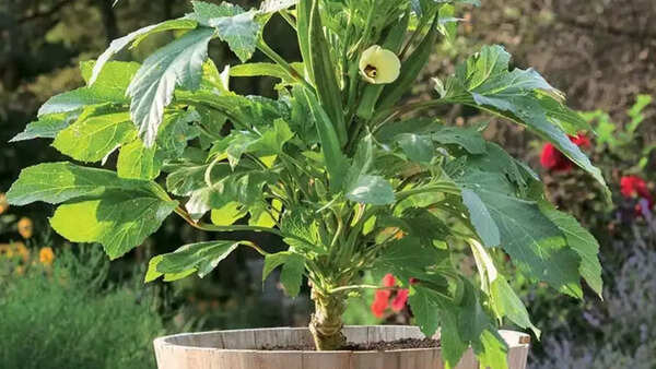 Okra