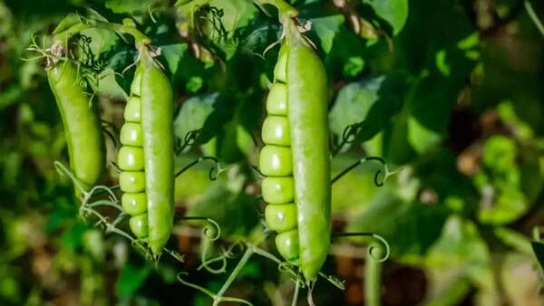Peas