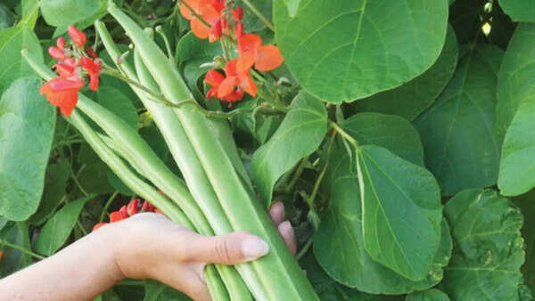 Scarlet Emperor Runner Beans