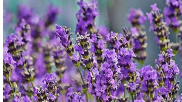 Lavender