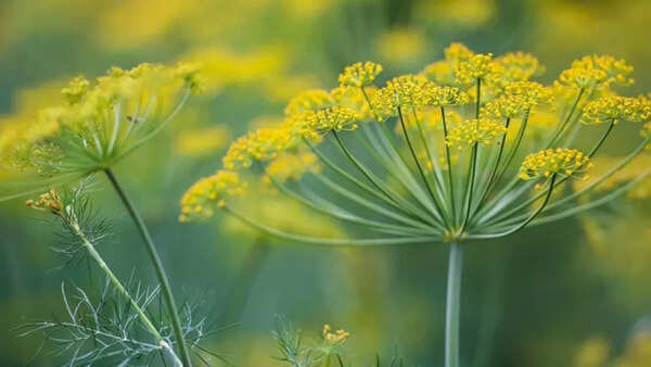 Dill