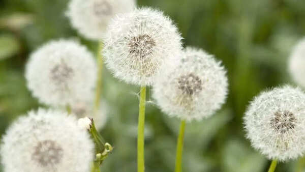 Dandelions