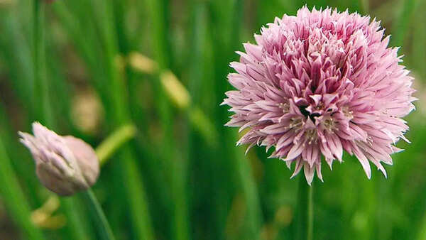 Chives