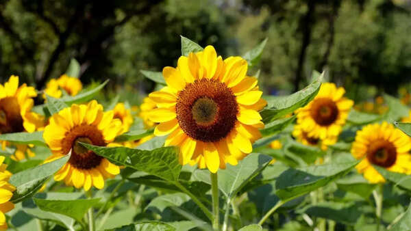 Sunflower