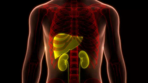 healthy liver