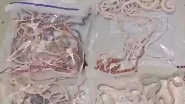 Man hides over 100 live snakes in his pants for smuggling