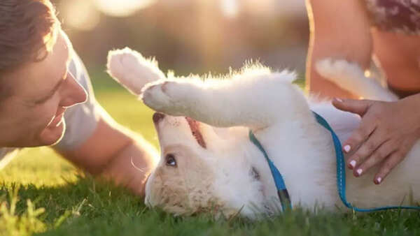 Dog parent (4)