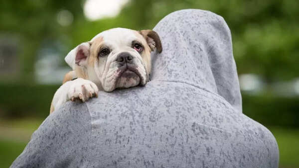 Dog parent (3)