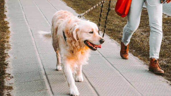 Dog parent (5)