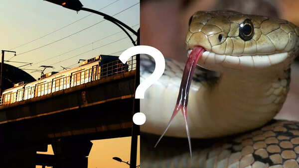 Delhi Metro - “A wildlife safari?”