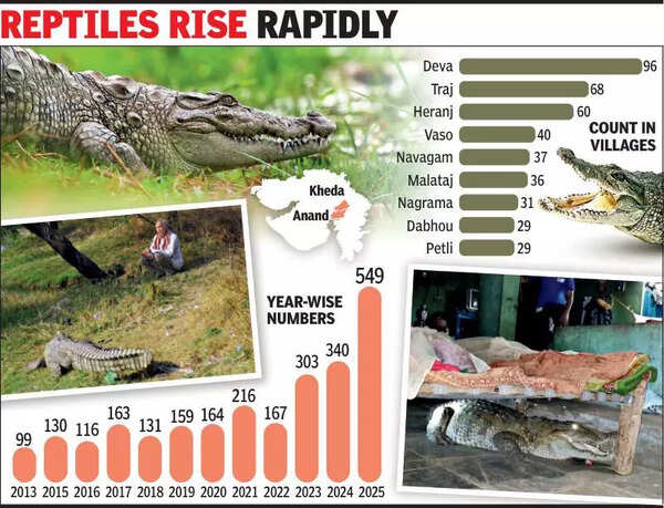 Croc, Croc! Charotar Wetlands Witness Jaw-Dropping Rise