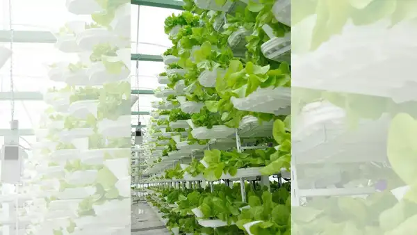 Source: Wikipedia Vertical planters