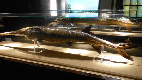 A specimen at Museum of Hydrobiological Sciences, Wuhan Institute of Hydrobiology