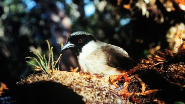 Poʻouli (Melamprosops phaeosoma)