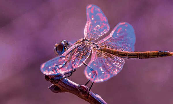 Dragonflies