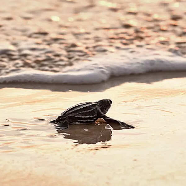 Leatherback sea turtle