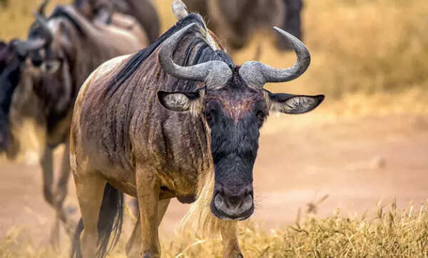 Wildebeest