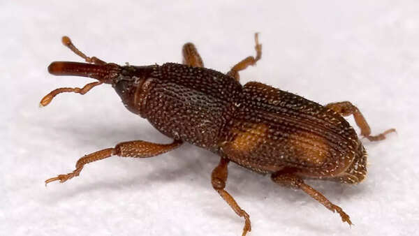 Source: Wikipedia Weevils