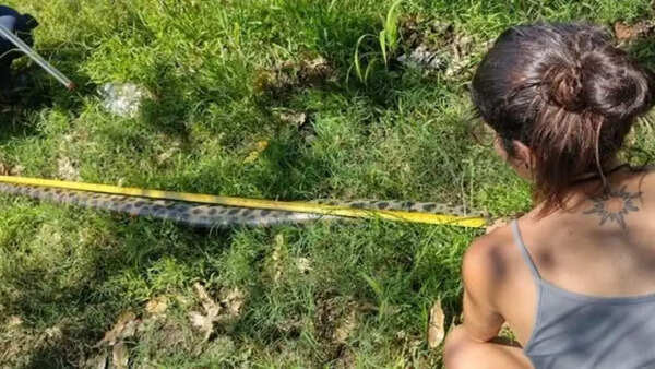 The great snake still haunts the Amazon