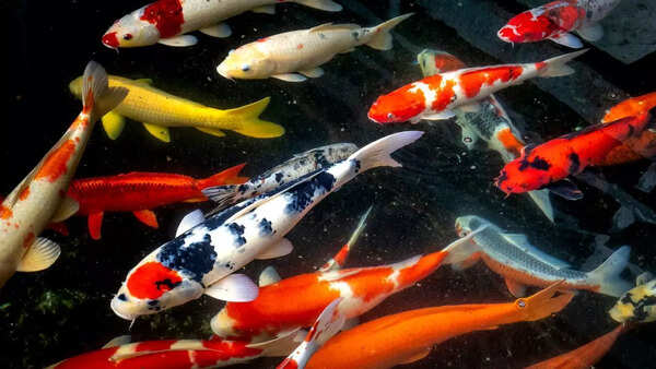 Scarlet koi fish