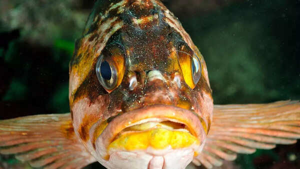 Rougheye rockfish