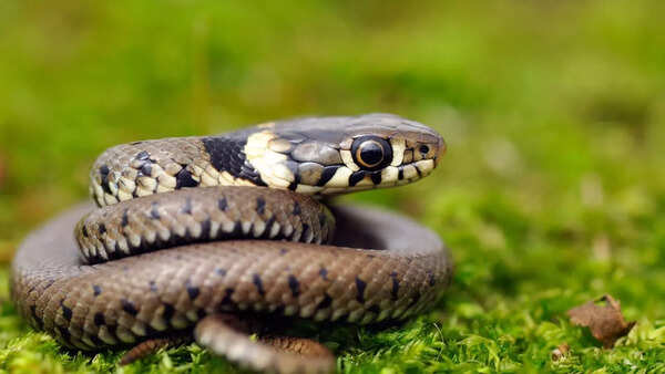 When and why snakes come out