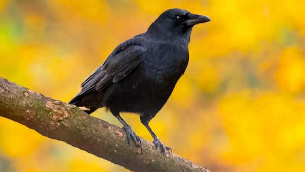 Crows have problem-solving skills
