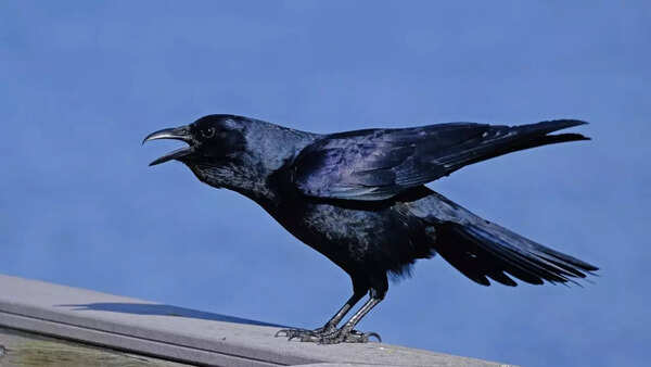 Crows have advanced communication abilities
