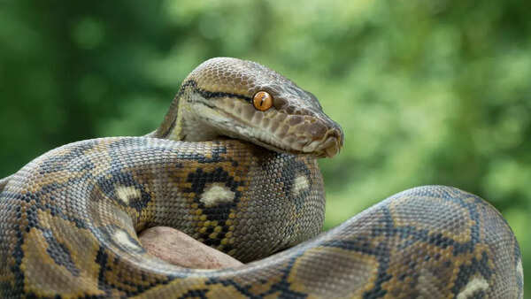 Reticulated python