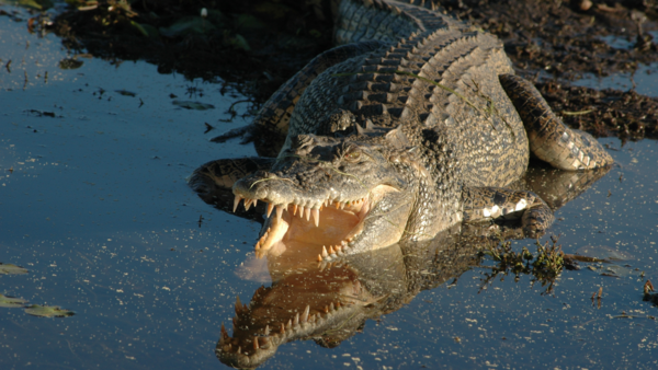 Saltwater crocodile