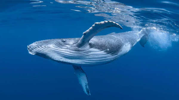 Humpback whale