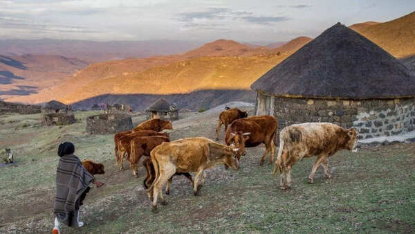 Source: BBC Lesotho