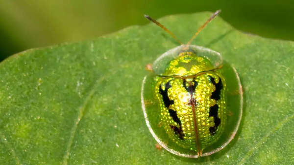 Green tortoise beetle