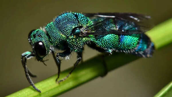 Cuckoo wasp