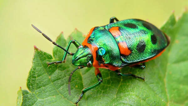 Rainbow shield bug