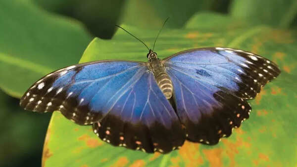 Common blue morpho butterfly