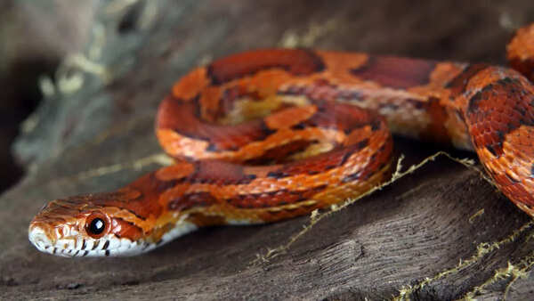 Snakes feelings