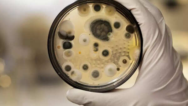 Cancer: Deadly ‘Pharaoh’s Curse’ Fungus may hold key to beating cancer | Cancer: Deadly ‘Pharaoh’s Curse’ Fungus may hold key to beating cancer |