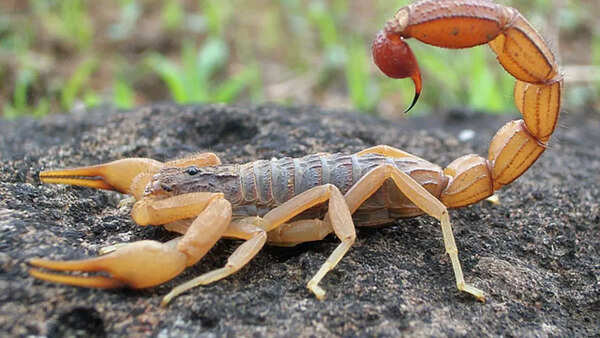Scorpion venom molecule found to kill breast cancer cells in early tests