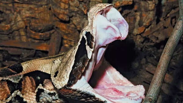 Gaboon viper