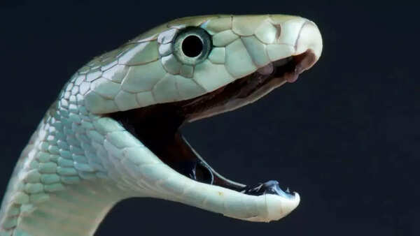 Black mamba
