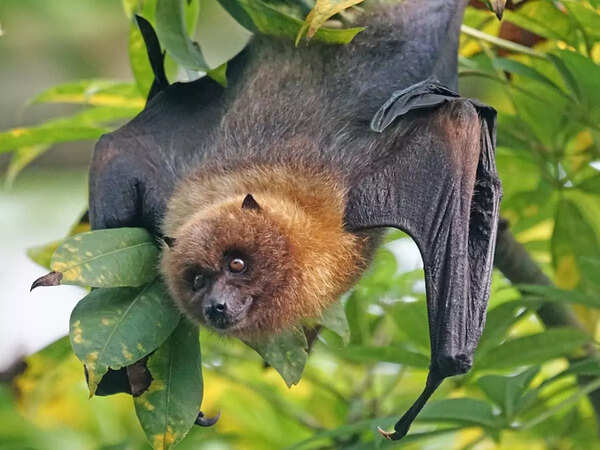 Bats Nipah Virus