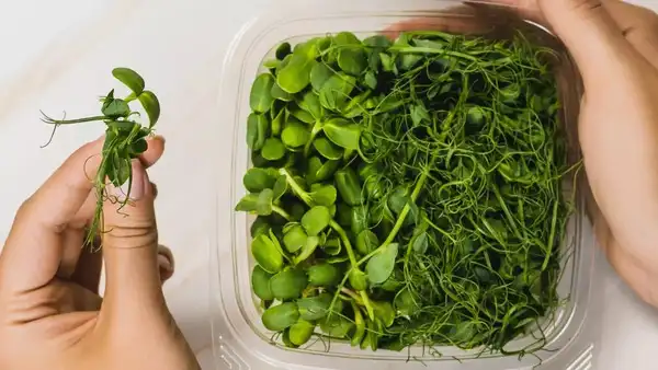Chia seeds vs microgreens (2)