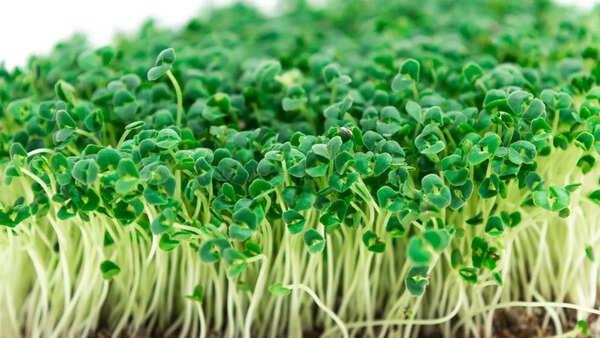 Chia seeds vs microgreens (1)