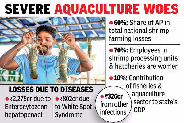 AP loses 4,000 crore annually as diseases take a toll on shrimp