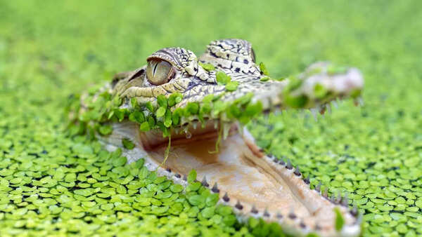 Representative image