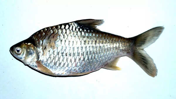 What to eat for better eyesight: 7 best foods for improving your vision | 2 Fish